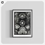 1-75_Ernst-Haeckel_blk-crop