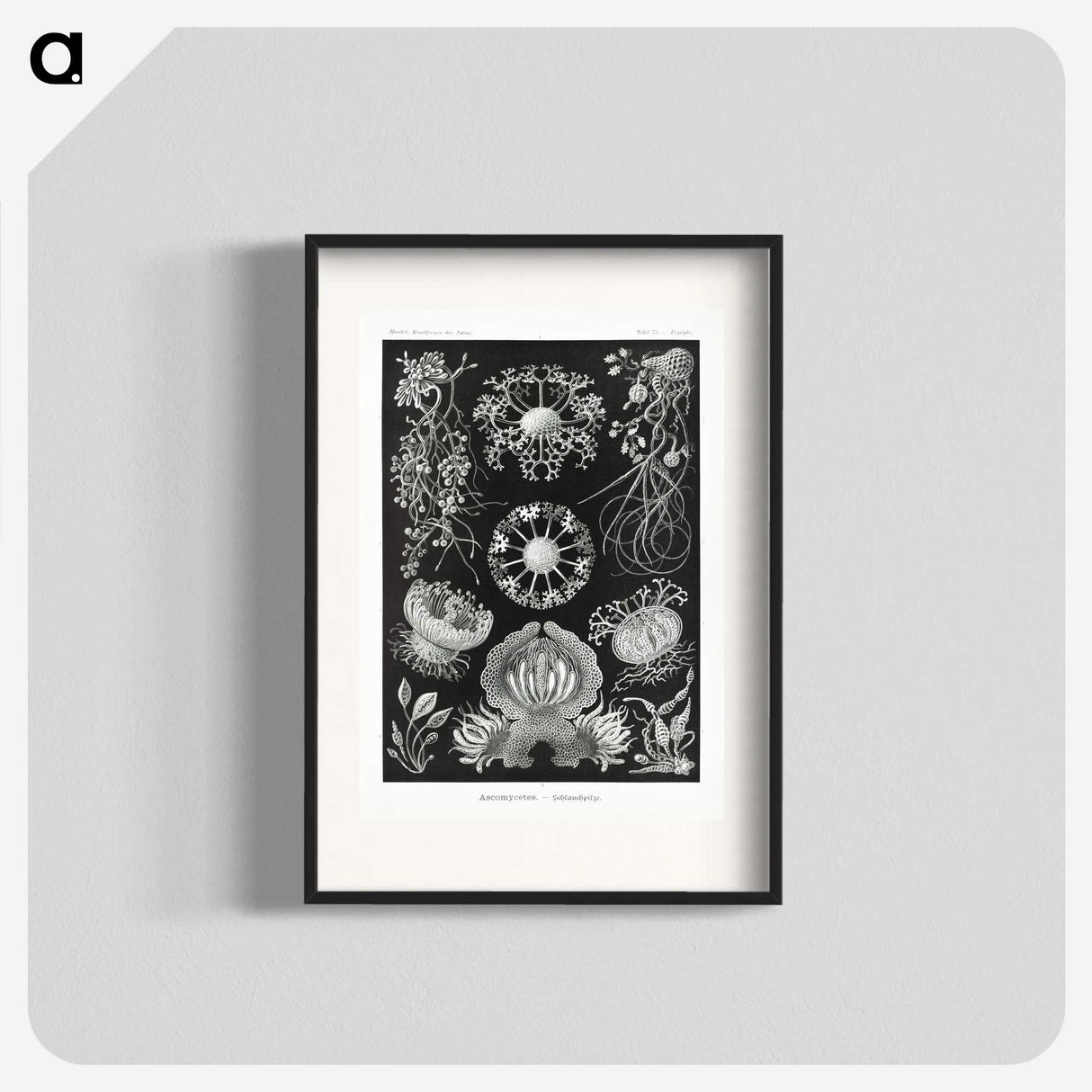 1-75_Ernst-Haeckel_blk