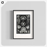 1-75_Ernst-Haeckel_blk