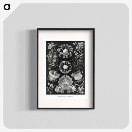 1-75_Ernst-Haeckel_blk