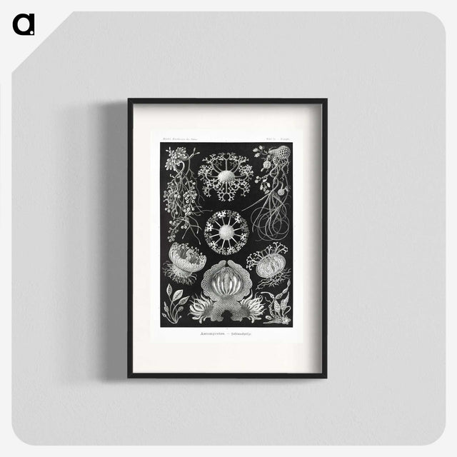 1-75_Ernst-Haeckel_blk
