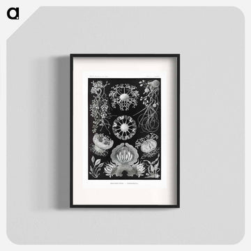 Ascomycetes–Schlauchpilze - エルンスト ヘッケル Poster.