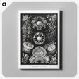 1-75_Ernst-Haeckel_canvas