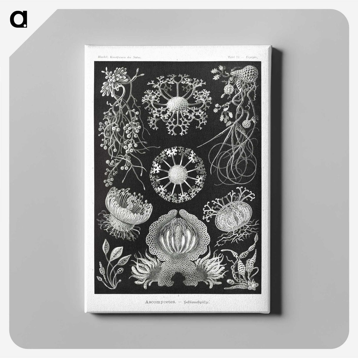 1-75_Ernst-Haeckel_canvas