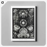 1-75_Ernst-Haeckel_canvas
