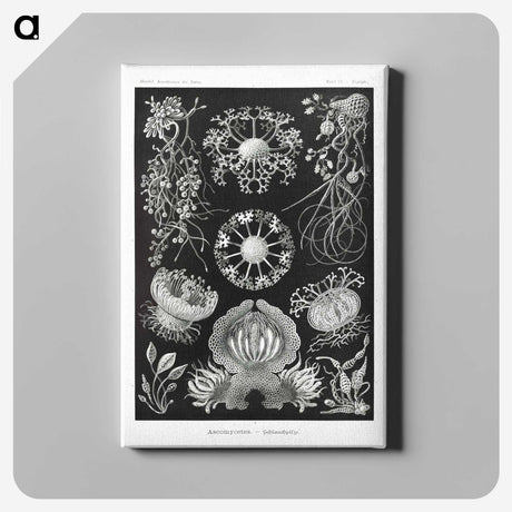 1-75_Ernst-Haeckel_canvas