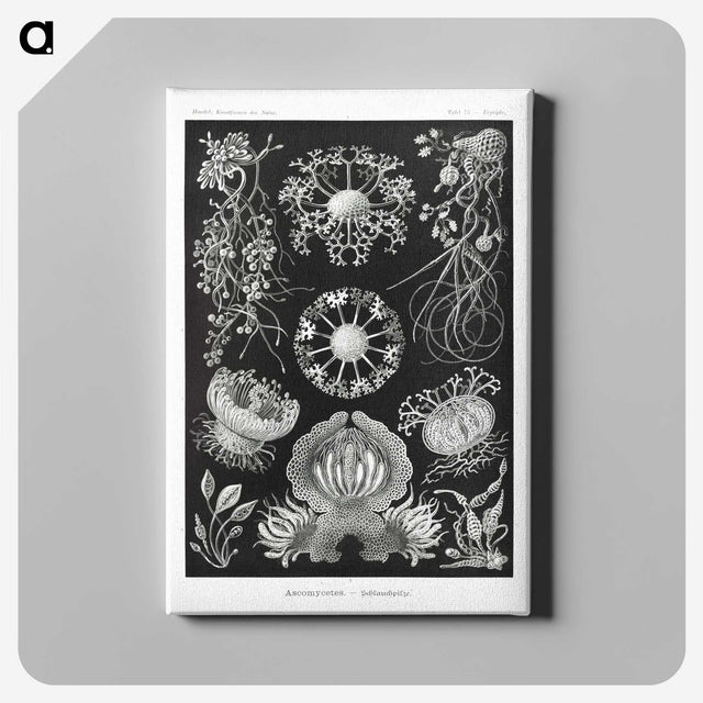 1-75_Ernst-Haeckel_canvas