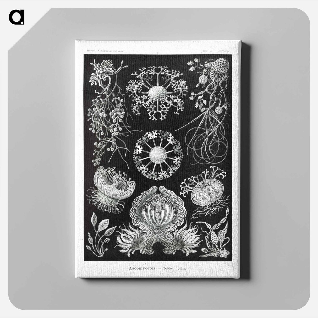 Ascomycetes–Schlauchpilze - エルンスト ヘッケル Canvas.
