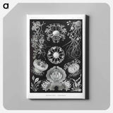 Ascomycetes–Schlauchpilze - エルンスト ヘッケル Canvas.