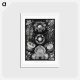 アートポストカード-Ascomycetes–Schlauchpilze - エルンスト ヘッケル Postcard.