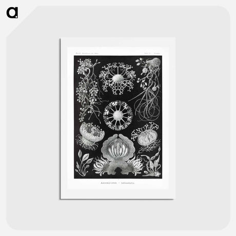 アートポストカード-Ascomycetes–Schlauchpilze - エルンスト ヘッケル Postcard.