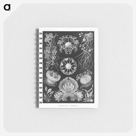 1-75_Ernst-Haeckel_memo