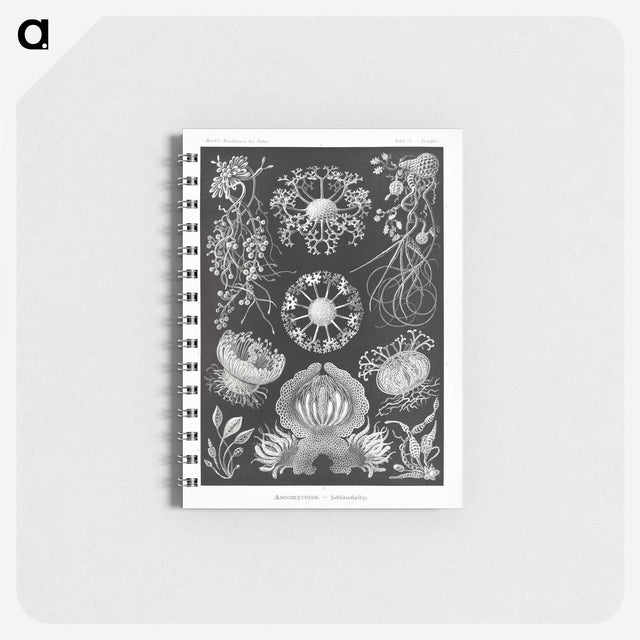 1-75_Ernst-Haeckel_memo