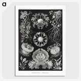 1-75_Ernst-Haeckel_picture-crop