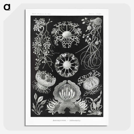 1-75_Ernst-Haeckel_picture-crop