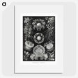 1-75_Ernst-Haeckel_picture