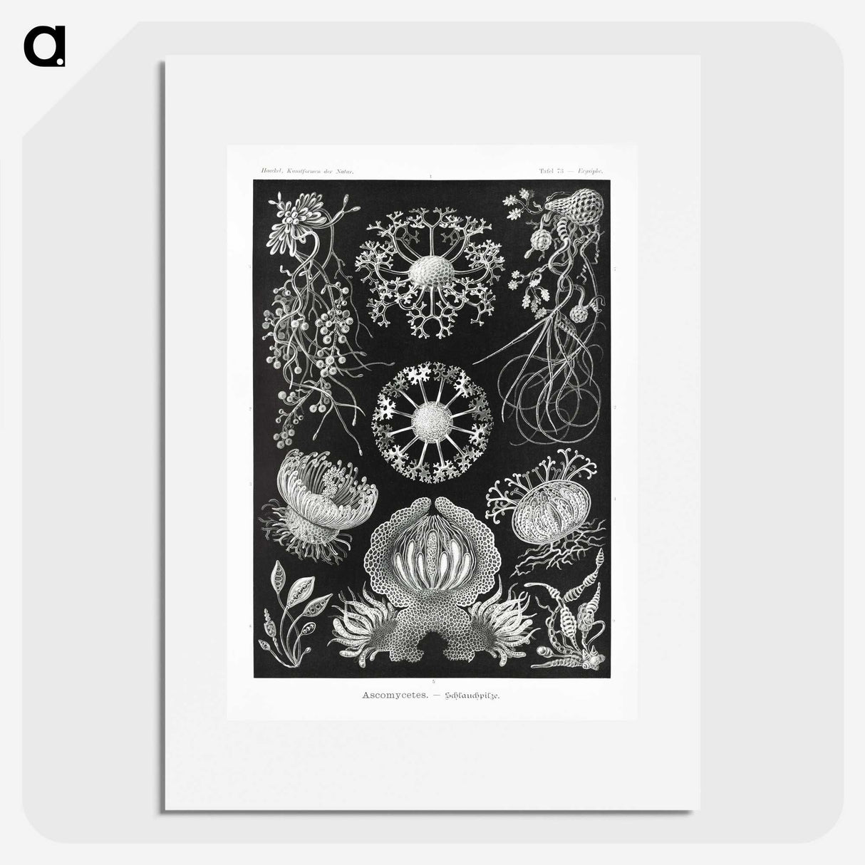 1-75_Ernst-Haeckel_picture