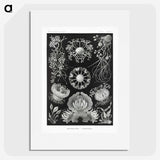 1-75_Ernst-Haeckel_picture