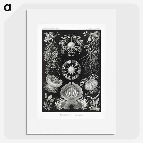 1-75_Ernst-Haeckel_picture