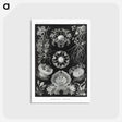 1-75_Ernst-Haeckel_postcard