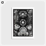 アートポストカード-Ascomycetes–Schlauchpilze - エルンスト ヘッケル Postcard.