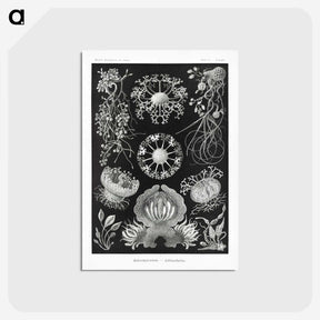 1-75_Ernst-Haeckel_postcard