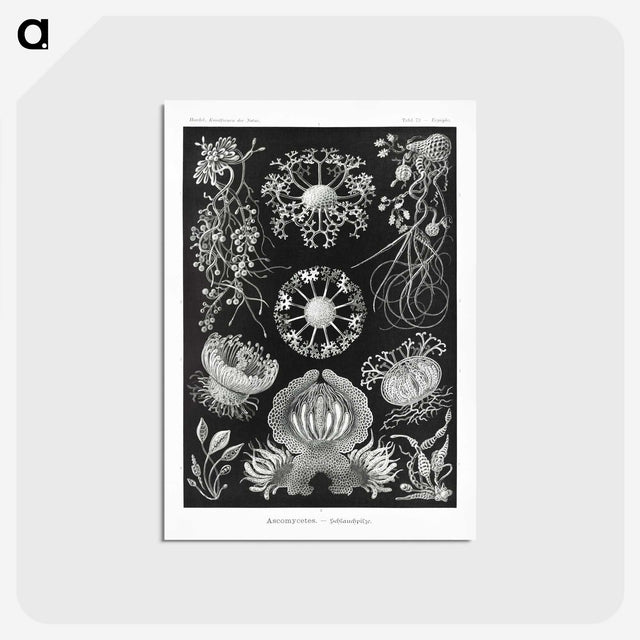 1-75_Ernst-Haeckel_postcard