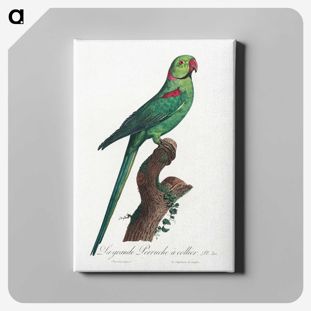 1-75_Francois-Levaillant_canvas