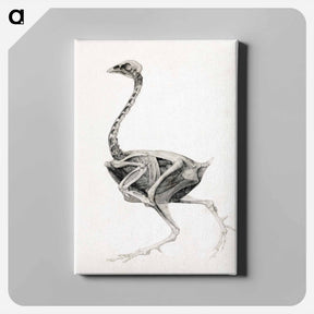 アートパネル-Fowl Body, Lateral View
 - ジョージ スタッブス Canvas.