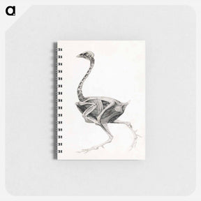 アートメモ帳-Fowl Body, Lateral View
 - ジョージ スタッブス Memo.