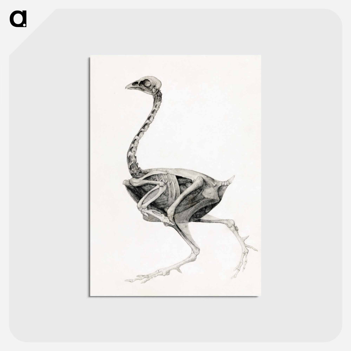 アートポストカード-Fowl Body, Lateral View
 - ジョージ スタッブス Postcard.