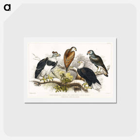 アートポストカード-Eagles of Earth and Nature
 - ゴールドスミスの生き生きとした自然 Postcard.
