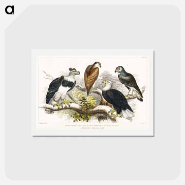 Eagles of Earth and Nature
 - ゴールドスミスの生き生きとした自然 Postcard.