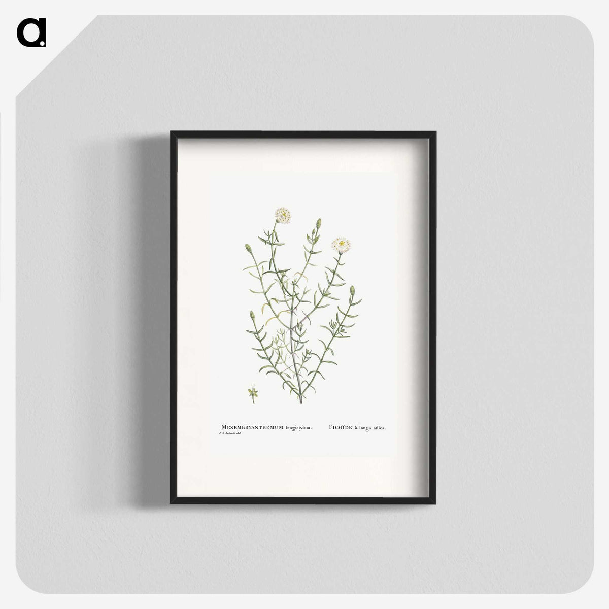 1-75_Histoire-des-Plantes-Grasses_blk