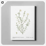 1-75_Histoire-des-Plantes-Grasses_canvas