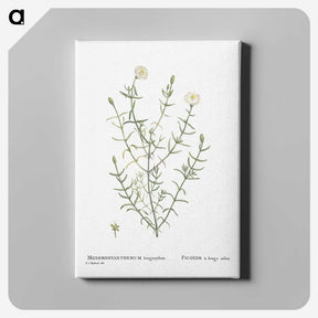 1-75_Histoire-des-Plantes-Grasses_canvas