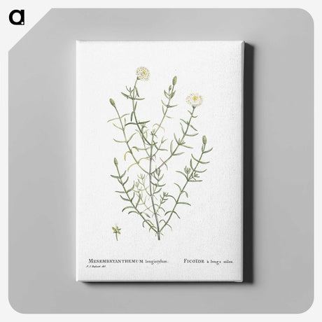 1-75_Histoire-des-Plantes-Grasses_canvas