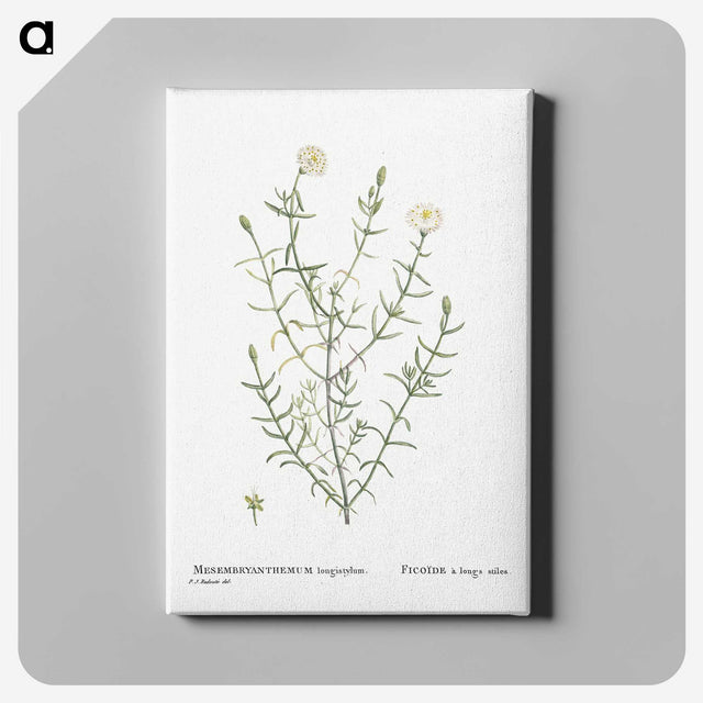 1-75_Histoire-des-Plantes-Grasses_canvas