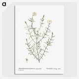 1-75_Histoire-des-Plantes-Grasses_picture-crop