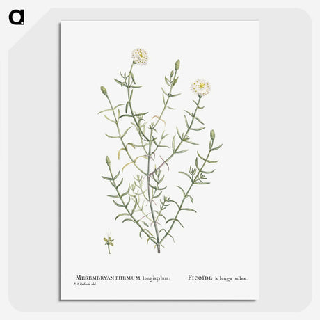 1-75_Histoire-des-Plantes-Grasses_picture-crop