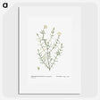 1-75_Histoire-des-Plantes-Grasses_picture