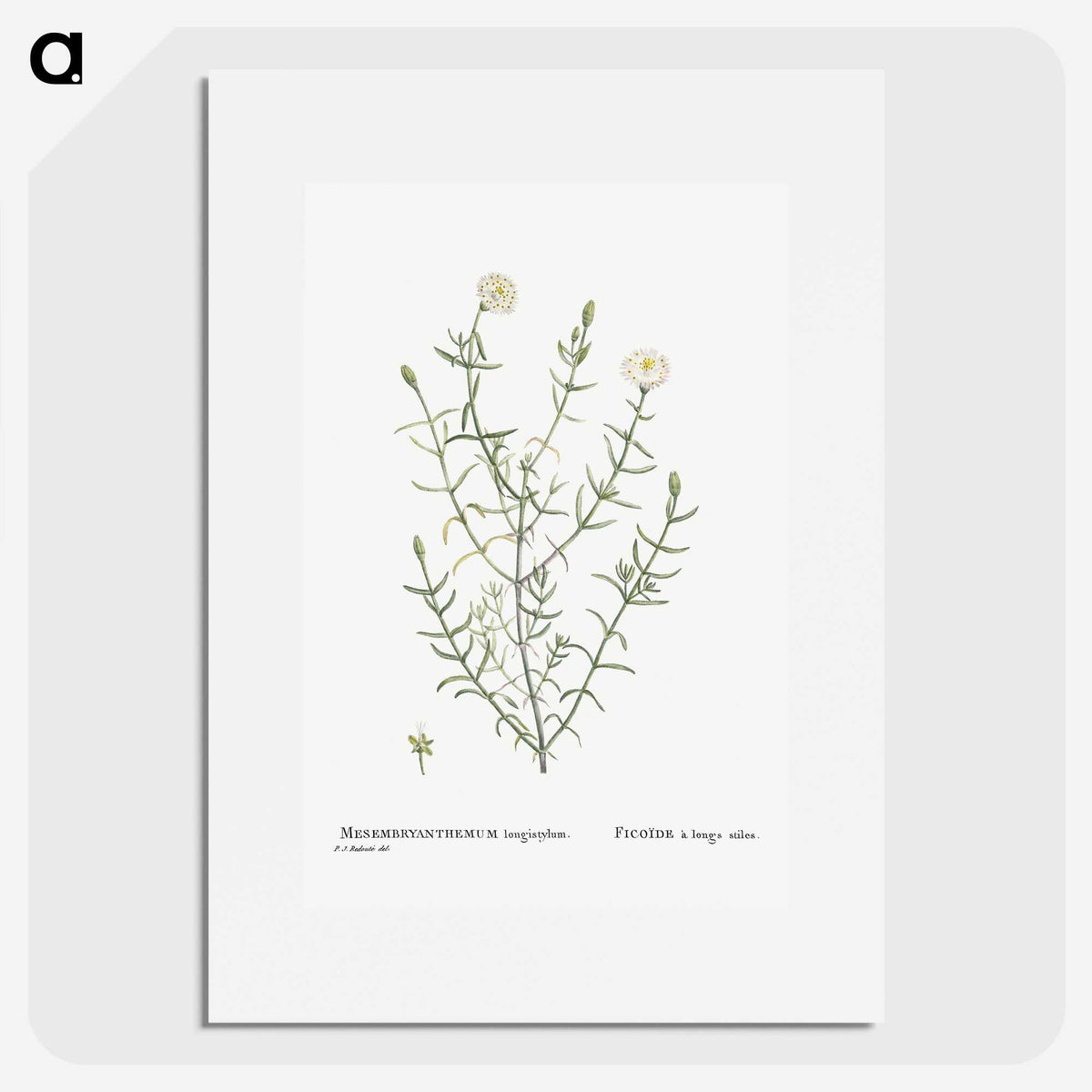 1-75_Histoire-des-Plantes-Grasses_picture