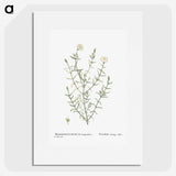 1-75_Histoire-des-Plantes-Grasses_picture