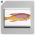 1-75_Ichtyologie-ou-Histoire-naturelle_canvas