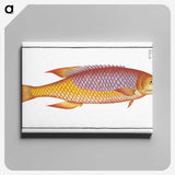 1-75_Ichtyologie-ou-Histoire-naturelle_canvas