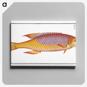 1-75_Ichtyologie-ou-Histoire-naturelle_canvas