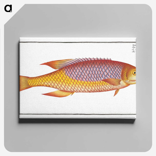 1-75_Ichtyologie-ou-Histoire-naturelle_canvas