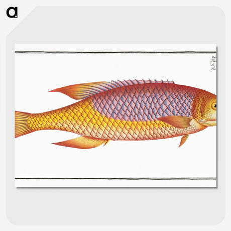 1-75_Ichtyologie-ou-Histoire-naturelle_picture-crop