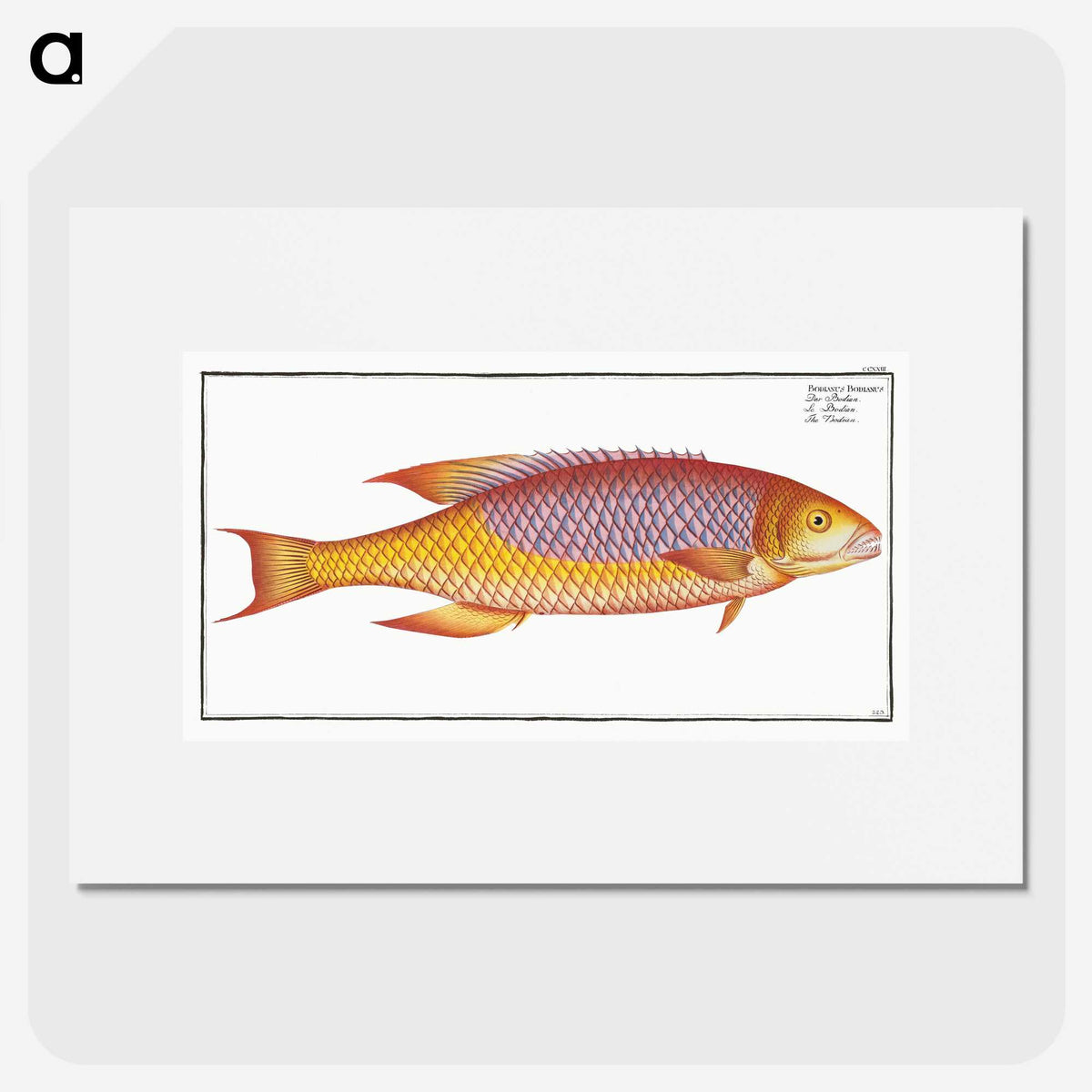 1-75_Ichtyologie-ou-Histoire-naturelle_picture