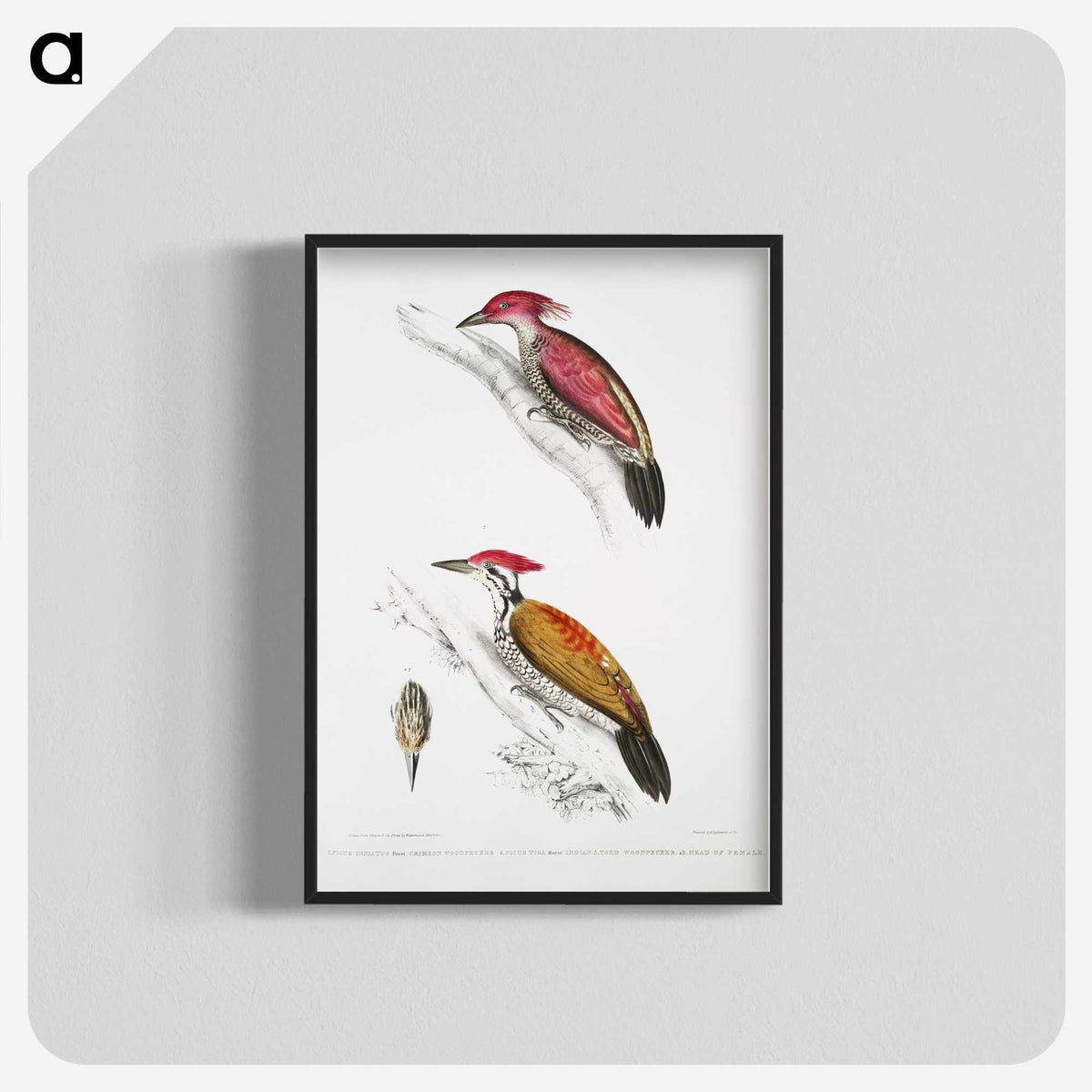 1-75_Indian-Zoology_blk-crop